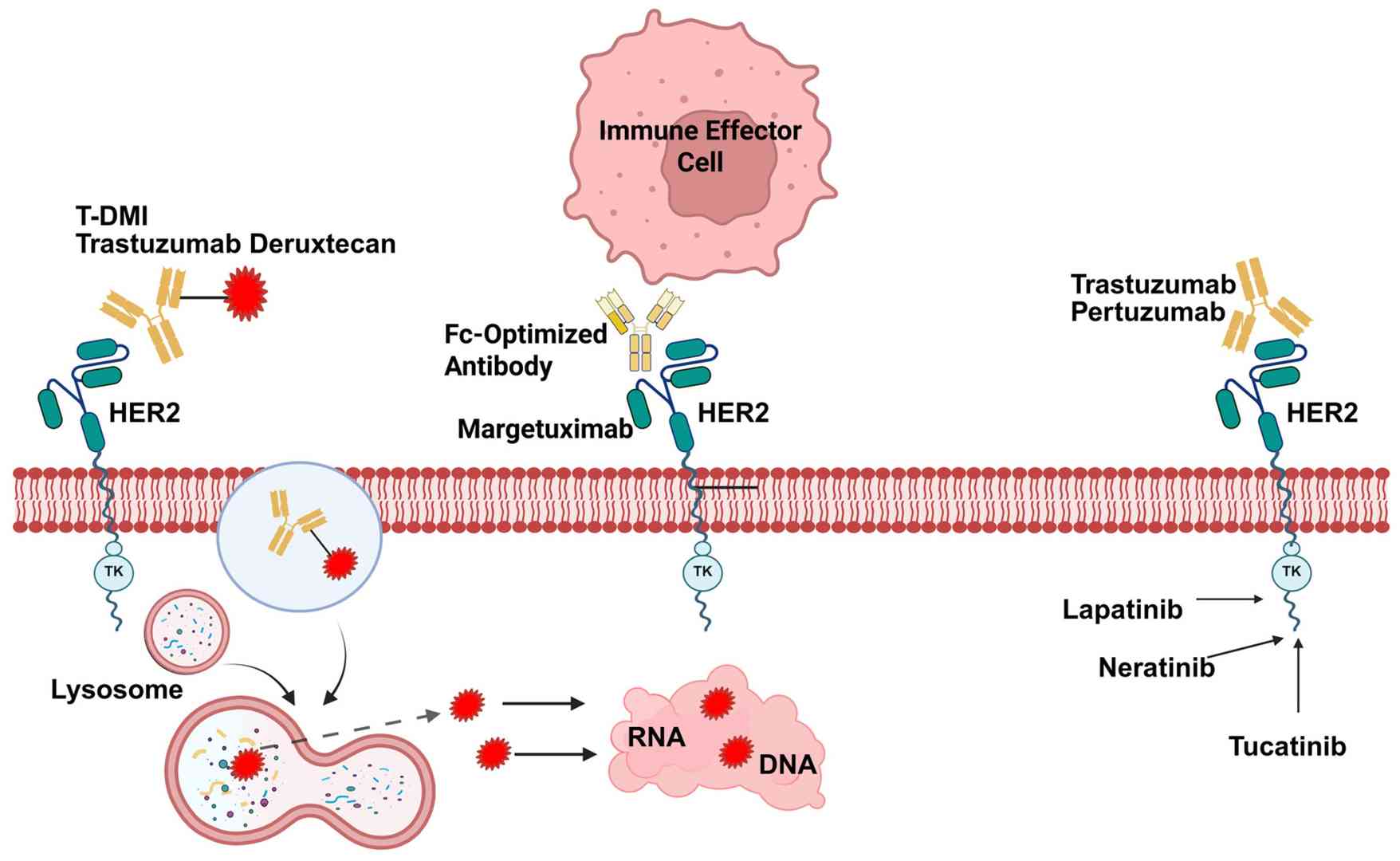 Advanced Techniques for Monitoring Targeted Therapies in Breast Cancer ...