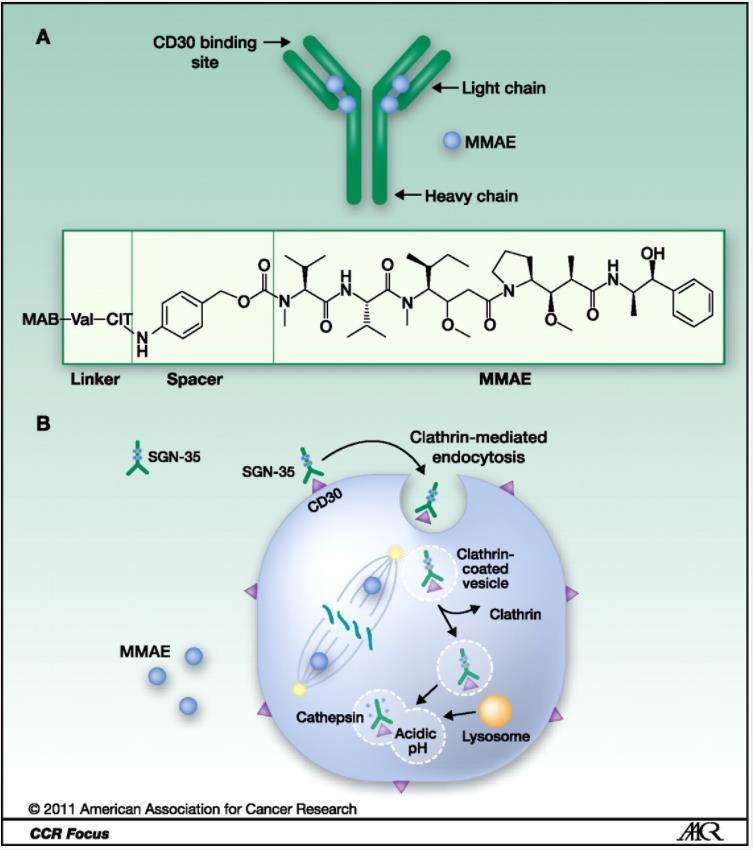 Brentuximab Vedotin - Creative Diagnostics