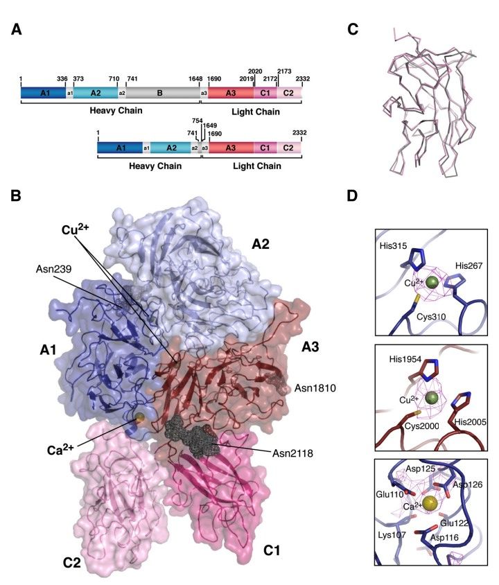 Coagulation Factor VIII - Creative Diagnostics