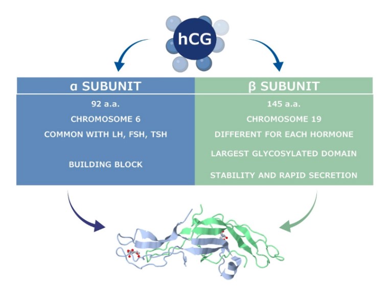 Human Chorionic Gonadotropin (hCG) - Creative Diagnostics