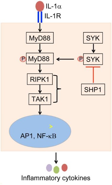 Interleukin-1 Alpha (IL-1α) - Creative Diagnostics