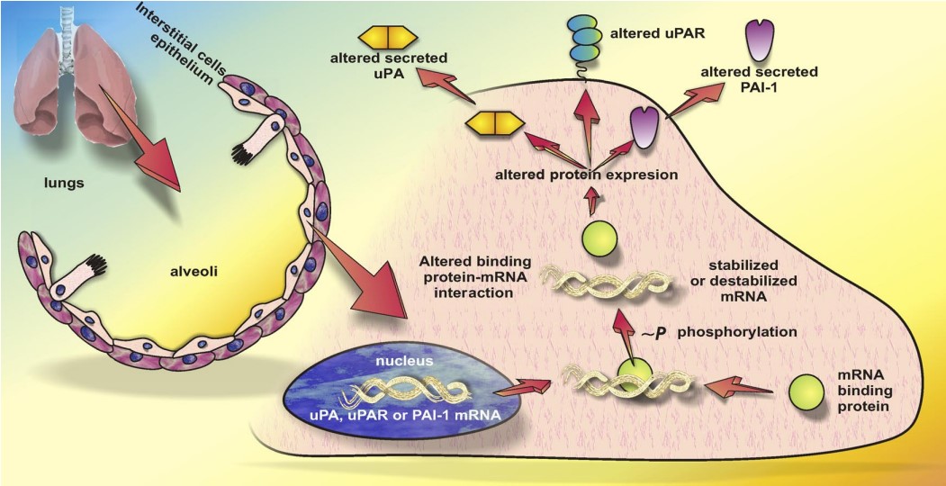 Upa Riser Monitoring of Urokinase Plasminogen Activator (uPA) - Creative Diagnostics